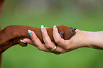 Rhodesian Ridgeback