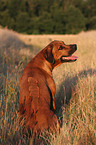 Rhodesian Ridgeback