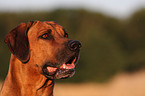 Rhodesian Ridgeback Portrait