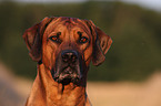 Rhodesian Ridgeback Portrait