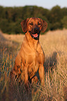 Rhodesian Ridgeback