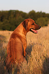 Rhodesian Ridgeback