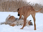 Rhodesian Ridgeback and Australian Shepherd