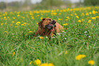 Rhodesian Ridgeback eating grass