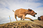 Rhodesian Ridgeback