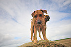 Rhodesian Ridgeback and German Boxer