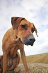 Rhodesian Ridgeback