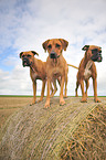 Rhodesian Ridgeback and German Boxer