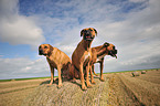 Rhodesian Ridgeback and German Boxer