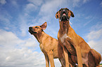 Rhodesian Ridgeback and German Boxer