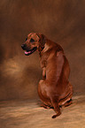 Rhodesian Ridgeback