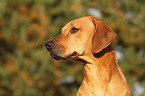 Rhodesian Ridgeback Portrait