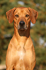 Rhodesian Ridgeback Portrait