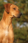 Rhodesian Ridgeback Portrait