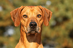 Rhodesian Ridgeback Portrait