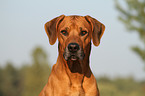 Rhodesian Ridgeback Portrait