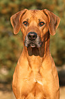 Rhodesian Ridgeback Portrait