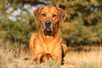 Rhodesian Ridgeback