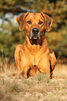 Rhodesian Ridgeback