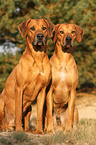 Rhodesian Ridgebacks