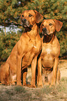 Rhodesian Ridgebacks