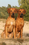 Rhodesian Ridgebacks