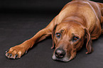 lying Rhodesian Ridgeback