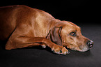 lying Rhodesian Ridgeback