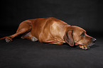 lying Rhodesian Ridgeback