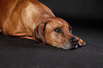 lying Rhodesian Ridgeback