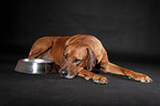 lying Rhodesian Ridgeback