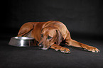 lying Rhodesian Ridgeback