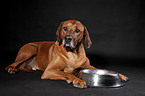 lying Rhodesian Ridgeback