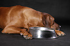 lying Rhodesian Ridgeback