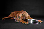 lying Rhodesian Ridgeback