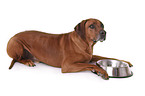 lying Rhodesian Ridgeback