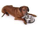 lying Rhodesian Ridgeback