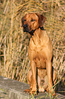 Rhodesian Ridgeback