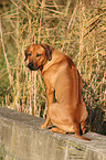 Rhodesian Ridgeback