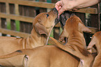 Rhodesian Ridgeback Puppies