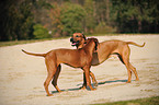 Rhodesian Ridgebacks