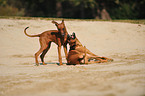 playing Rhodesian Ridgebacks