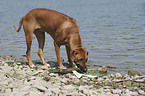 Rhodesian Ridgeback