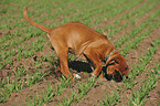 Rhodesian Ridgeback Puppy