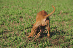 Rhodesian Ridgeback Puppy