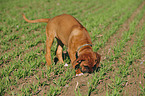 Rhodesian Ridgeback Puppy