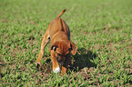 Rhodesian Ridgeback Puppy