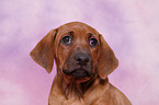 Rhodesian Ridgeback puppy