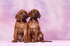 Rhodesian Ridgeback puppies