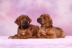 Rhodesian Ridgeback puppies